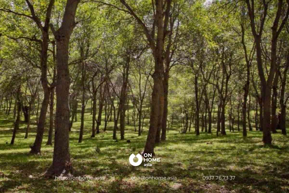 Cây Óc Chó được trồng nhiều nơi trên thế giới