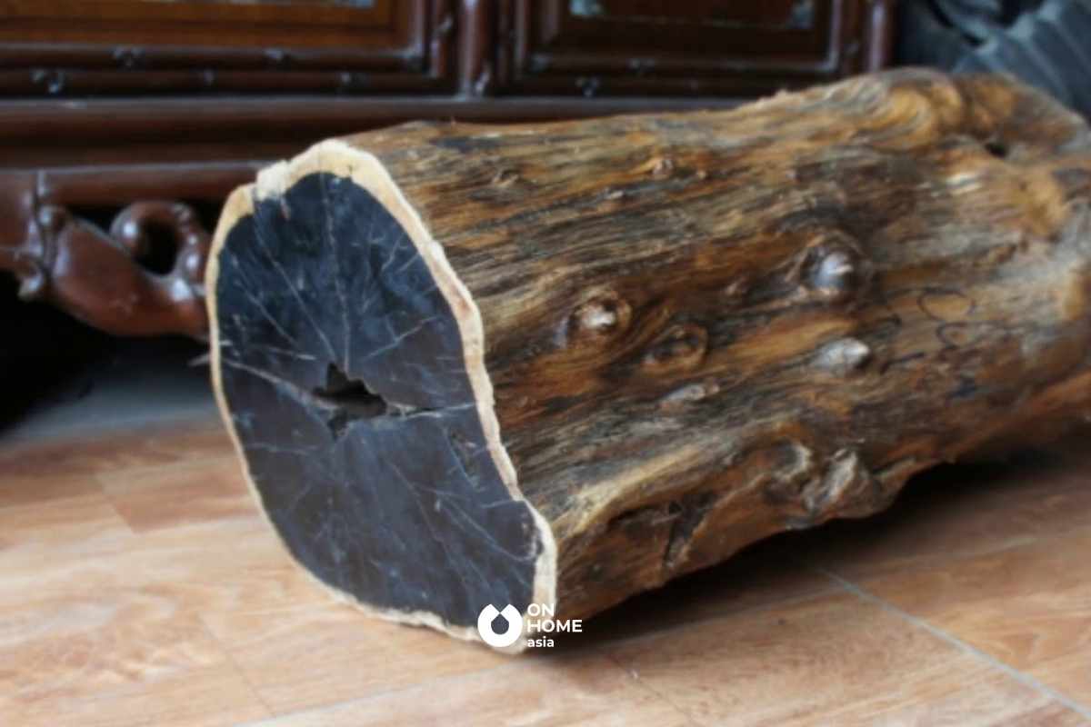 Gỗ Mun với những đặc điểm mới lạ