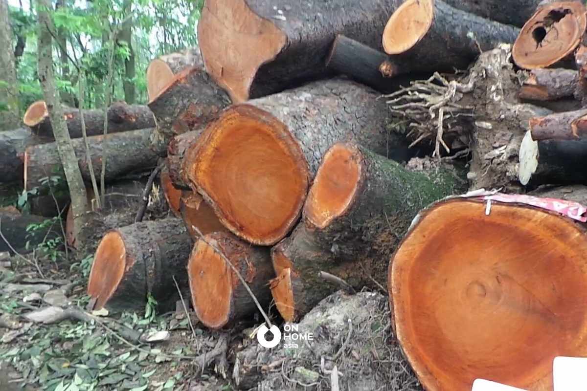 Gỗ Xà Cừ mang những đặc điểm nổi bật